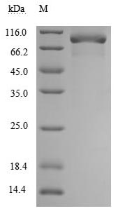 Greater than 90% as determined by SDS-PAGE.