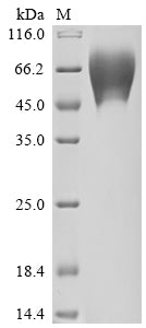 Greater than 90% as determined by SDS-PAGE.