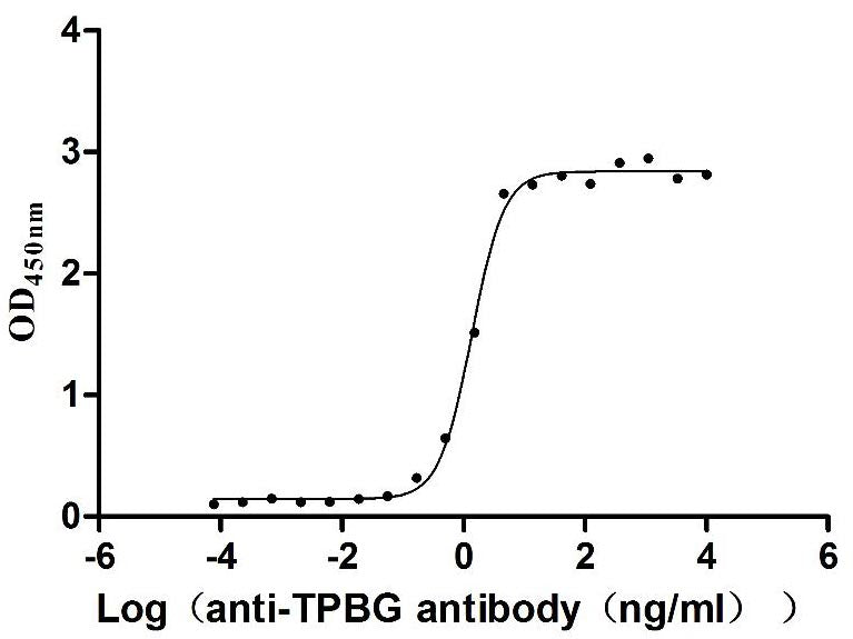 Activity Measured by its binding ability in a functional ELISA. Immobilized Human TPBG at 2 μg/mL can bind Anti-TPBG recombinant antibody , the EC 50 is 1.230-1.519 ng/mL.