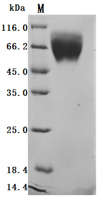 Greater than 95% as determined by SDS-PAGE.