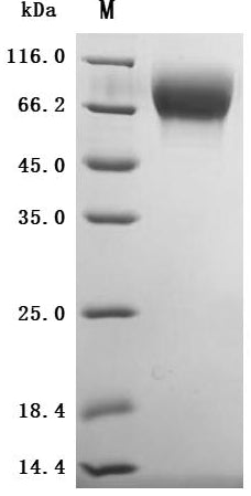 Greater than 95% as determined by SDS-PAGE.