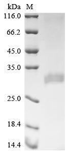 Greater than 90% as determined by SDS-PAGE.