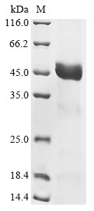 Greater than 85% as determined by SDS-PAGE.