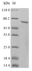 Greater than 90% as determined by SDS-PAGE.