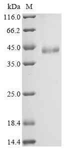 Greater than 90% as determined by SDS-PAGE.