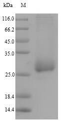 Greater than 90% as determined by SDS-PAGE.