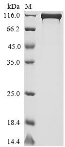 Greater than 90% as determined by SDS-PAGE.