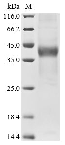 Greater than 85% as determined by SDS-PAGE.