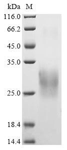 Greater than 90% as determined by SDS-PAGE.