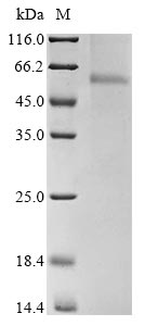 Greater than 90% as determined by SDS-PAGE.