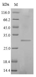 Greater than 90% as determined by SDS-PAGE.