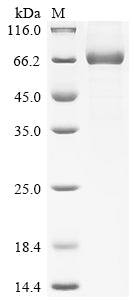 Greater than 90% as determined by SDS-PAGE.