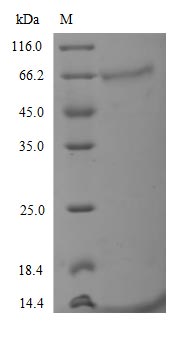 Greater than 90% as determined by SDS-PAGE.