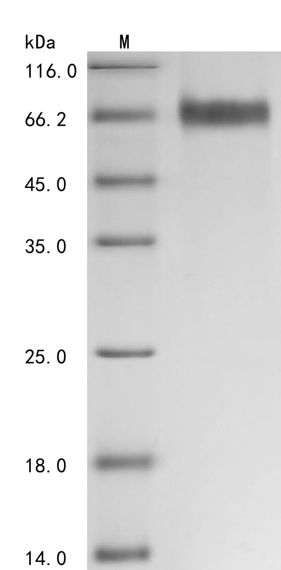 Greater than 90% as determined by SDS-PAGE.