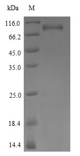 Greater than 85% as determined by SDS-PAGE.