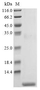 Greater than 85% as determined by SDS-PAGE.