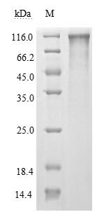 Greater than 90% as determined by SDS-PAGE.