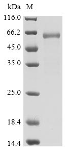 Greater than 90% as determined by SDS-PAGE.