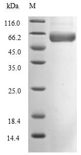 Greater than 90% as determined by SDS-PAGE.