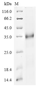 Greater than 90% as determined by SDS-PAGE.