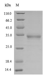 Greater than 85% as determined by SDS-PAGE.