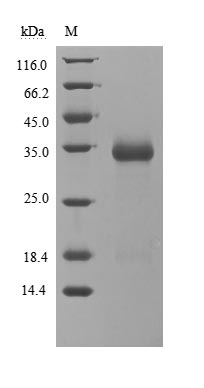 Greater than 85% as determined by SDS-PAGE.