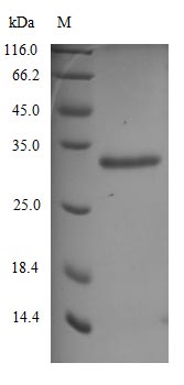 Greater than 90% as determined by SDS-PAGE.