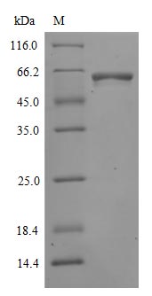 Greater than 90% as determined by SDS-PAGE.