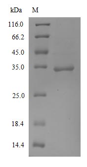 Greater than 90% as determined by SDS-PAGE.