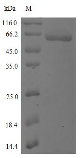 Greater than 85% as determined by SDS-PAGE.