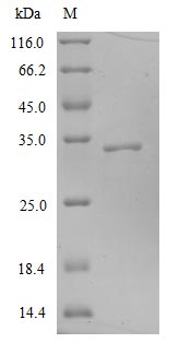 Greater than 90% as determined by SDS-PAGE.