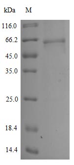 Greater than 90% as determined by SDS-PAGE.