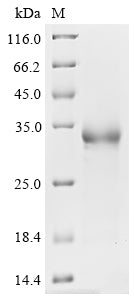 Greater than 90% as determined by SDS-PAGE.