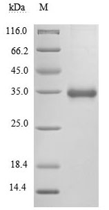 Greater than 90% as determined by SDS-PAGE.