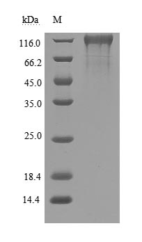 Greater than 90% as determined by SDS-PAGE.