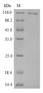 Greater than 90% as determined by SDS-PAGE.