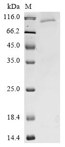 Greater than 85% as determined by SDS-PAGE.