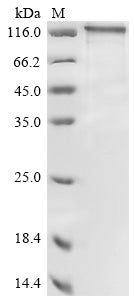 Greater than 85% as determined by SDS-PAGE.