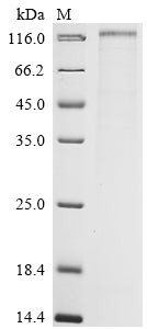 Greater than 85% as determined by SDS-PAGE.