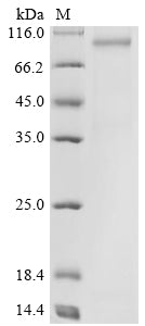 Greater than 90% as determined by SDS-PAGE.