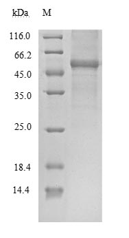 Greater than 85% as determined by SDS-PAGE.