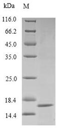 Greater than 90% as determined by SDS-PAGE.