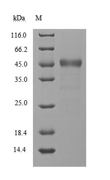 Greater than 90% as determined by SDS-PAGE.