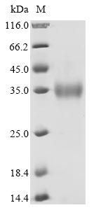 Greater than 90% as determined by SDS-PAGE.