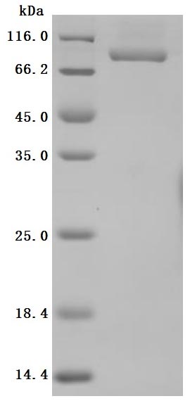 Greater than 95% as determined by SDS-PAGE.