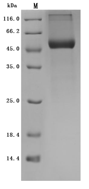 Greater than 90% as determined by SDS-PAGE.