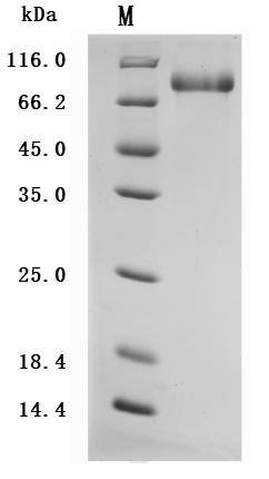 Greater than 95% as determined by SDS-PAGE.