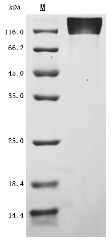 Greater than 95% as determined by SDS-PAGE.