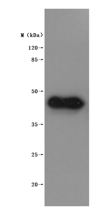 this product is detected by Mouse anti-6*His monoclonal antibody.