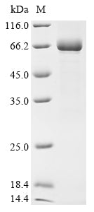 Greater than 90% as determined by SDS-PAGE.